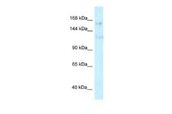FNBP3 Antibody, Novus Biologicals 100 &mu;L; Unconjugated:Antibodies, Polyclonal